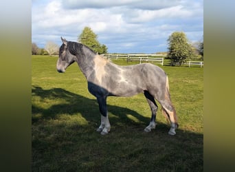 Barockpinto, Hengst, 3 Jahre, 165 cm, Tobiano-alle-Farben