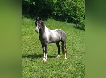 Barockpinto, Hengst, 3 Jahre, 165 cm, Tobiano-alle-Farben