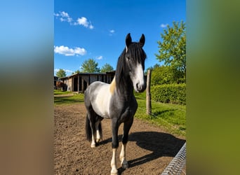 Barockpinto, Hengst, 3 Jahre, 165 cm, Tobiano-alle-Farben