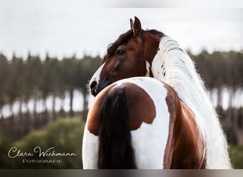 Barockpinto, Hingst, 14 år, 165 cm, Pinto
