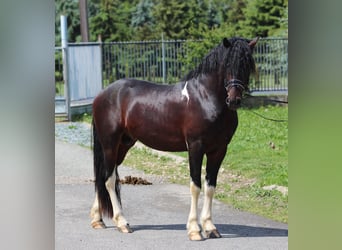 Barockpinto Blandning, Hingst, 3 år, 165 cm, Pinto