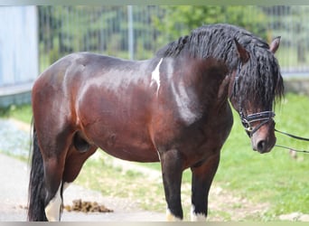 Barockpinto Blandning, Hingst, 3 år, 165 cm, Pinto