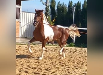 Barockpinto, Hingst, 3 år, Pinto