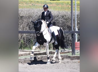 Barockpinto, Hingst, 4 år, 170 cm, Pinto