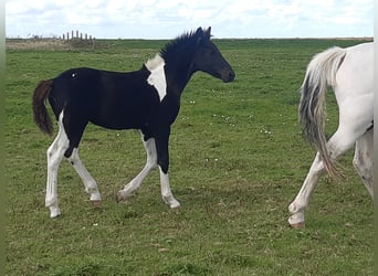 Barockpinto, Hingst, Föl (05/2023)