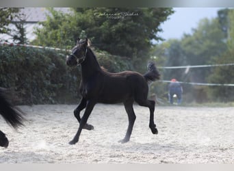 Barockpinto, Hingst, Föl (04/2023), Svart