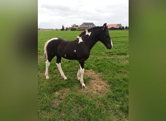 Barockpinto, Hingst, Föl (07/2024), Tobiano-skäck-alla-färger