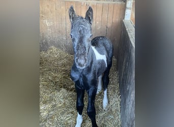 Barockpinto, Sto, 2 år, 165 cm, Pinto