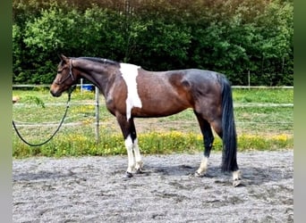 Barockpinto, Sto, 4 år, 163 cm, Pinto