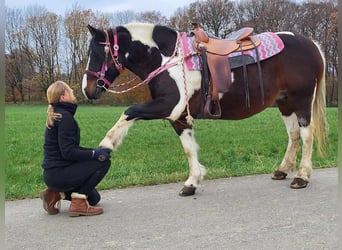 Barockpinto, Sto, 6 år, 148 cm, Pinto