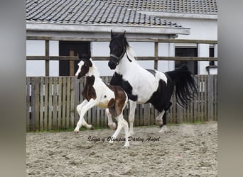 Barockpinto, Stute, 6 Jahre, 166 cm, Schecke