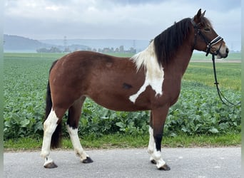 Barockpinto, Stute, 7 Jahre, 154 cm, Schecke