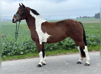 Barockpinto, Stute, 7 Jahre, 154 cm, Schecke