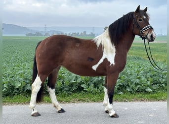 Barockpinto, Stute, 7 Jahre, 154 cm, Schecke