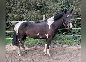 Barockpinto Mix, Stute, 11 Jahre, 150 cm, Schecke