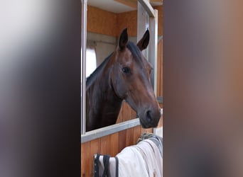 Barockpinto, Stute, 11 Jahre, 158 cm, Brauner