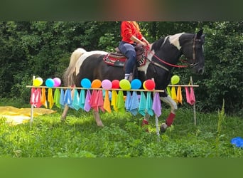 Barockpinto, Stute, 13 Jahre, 162 cm, Schecke