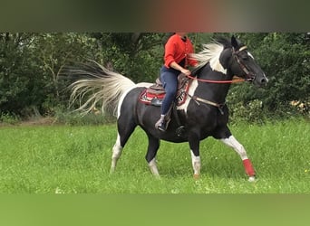Barockpinto, Stute, 13 Jahre, 162 cm, Schecke