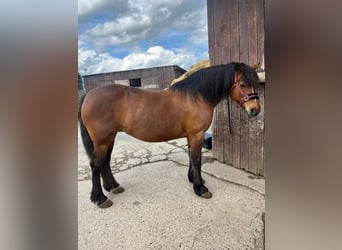Barockpinto Mix, Stute, 14 Jahre, 142 cm, Brauner