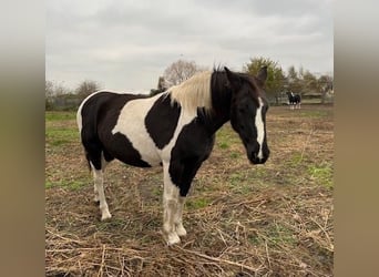 Barockpinto, Stute, 14 Jahre, 160 cm, Schecke