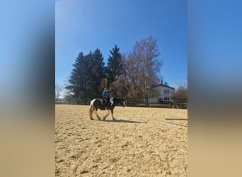 Barockpinto, Stute, 14 Jahre, 160 cm, Schecke