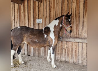 Barockpinto, Stute, 15 Jahre, 155 cm, Schecke