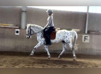 Barockpinto Mix, Stute, 16 Jahre, 160 cm, Tigerschecke