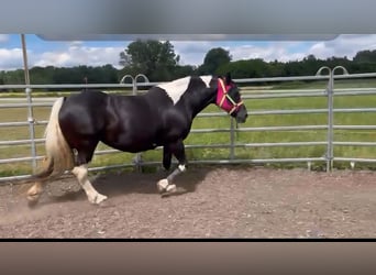 Barockpinto, Stute, 17 Jahre, 158 cm, Schecke