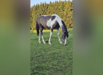 Barockpinto Mix, Stute, 1 Jahr, 140 cm, Schecke