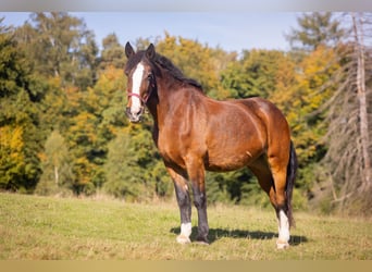 Barockpinto Mix, Stute, 27 Jahre, 174 cm, Brauner