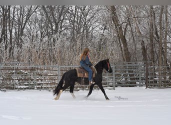 Barockpinto, Stute, 2 Jahre, 150 cm, Rappe