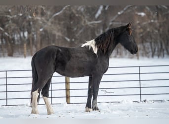 Barockpinto, Stute, 2 Jahre, 150 cm, Rappe