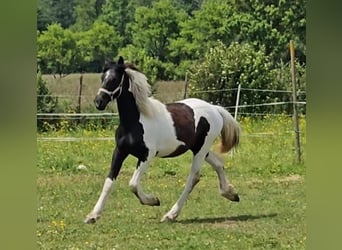 Barockpinto, Stute, 2 Jahre, 150 cm, Schecke