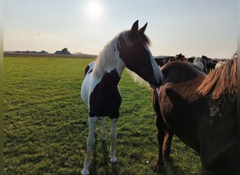 Barockpinto, Stute, 2 Jahre, 158 cm, Tobiano-alle-Farben