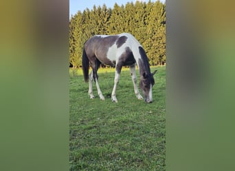 Barockpinto Mix, Stute, 2 Jahre, 160 cm, Schecke