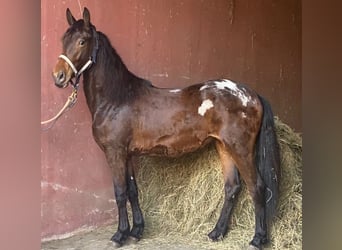 Barockpinto Mix, Stute, 2 Jahre, 160 cm, Tigerschecke