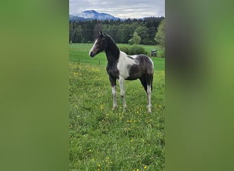 Barockpinto, Stute, 2 Jahre, 165 cm, Schecke