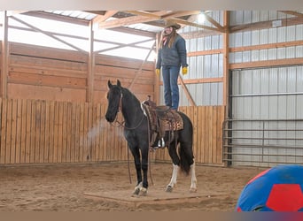 Barockpinto, Stute, 3 Jahre, 150 cm, Rappe