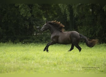Barockpinto, Stute, 3 Jahre, 158 cm, Rappe
