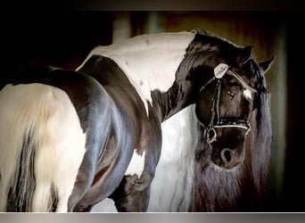 Barockpinto, Stute, 3 Jahre, 158 cm, Rappe