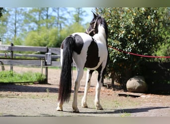 Barockpinto, Stute, 3 Jahre, 160 cm