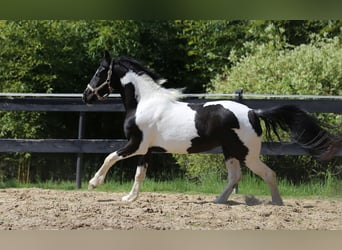 Barockpinto, Stute, 3 Jahre, 160 cm