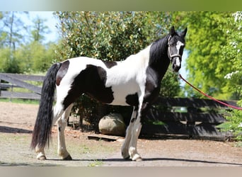 Barockpinto, Stute, 3 Jahre, 160 cm