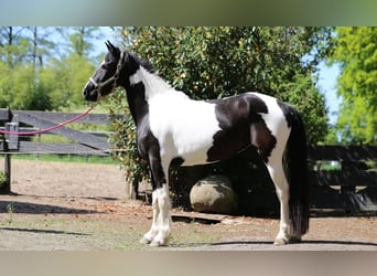 Barockpinto, Stute, 3 Jahre, 160 cm
