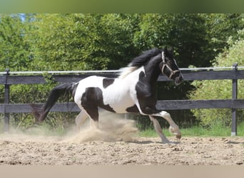 Barockpinto, Stute, 3 Jahre, 160 cm