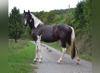 Barockpinto, Stute, 3 Jahre, 160 cm, Schecke