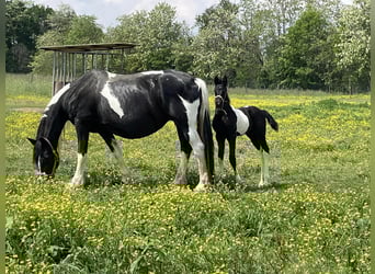Barockpinto, Stute, 3 Jahre, 162 cm, Tobiano-alle-Farben