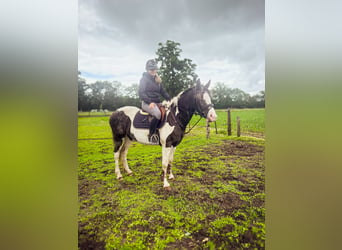 Barockpinto Mix, Stute, 4 Jahre, 155 cm, Tigerschecke