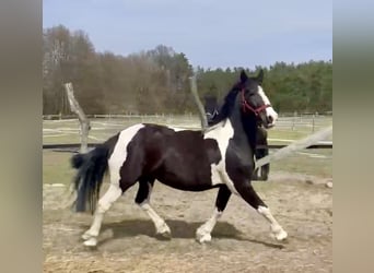 Barockpinto, Stute, 4 Jahre, 160 cm, Schecke