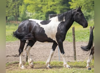 Barockpinto, Stute, 4 Jahre, 170 cm